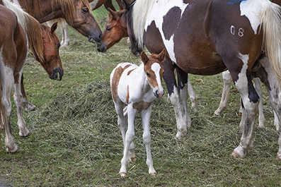 Chincoteague Wild Ponies : Personal Photo Projects : Photos : Richard Moore : Photographer